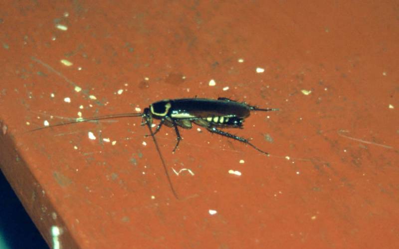 1998-06_11-pazifik_034.jpg 1998-06_11-pazifik_034.jpg