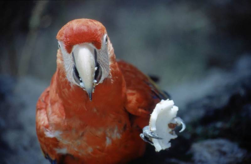 1998-06_13-flores_008.jpg 1998-06_13-flores_008.jpg