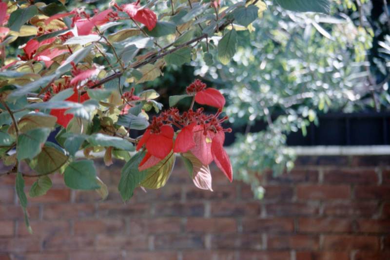 1996-06_02-guate_049.jpg 1996-06_02-guate_049.jpg