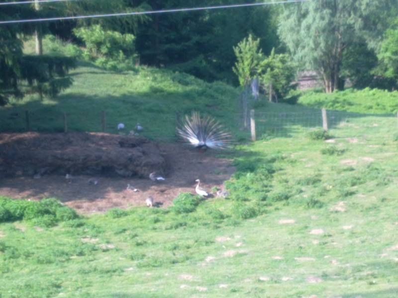 img_0030.jpg img_0030.jpg