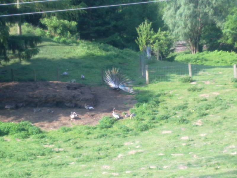 img_0029.jpg img_0029.jpg