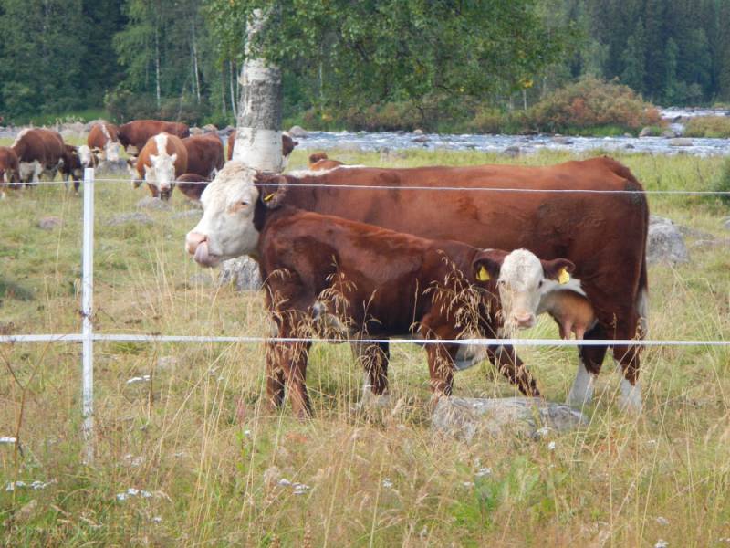 scandoe-2013-unterwegs-140.jpg scandoe-2013-unterwegs-140.jpg