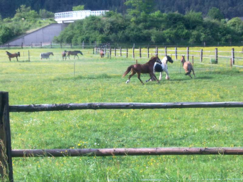 img_0013.jpg img_0013.jpg