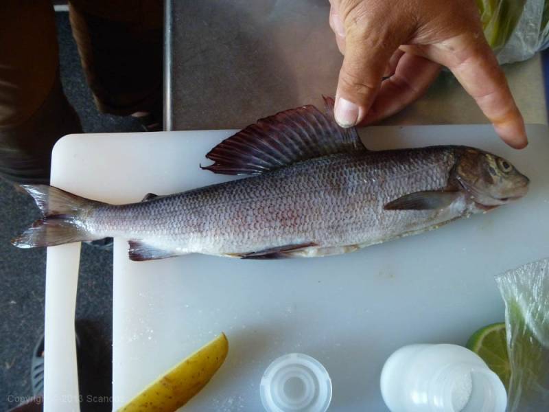 scandoe-2013-unterwegs-194.jpg scandoe-2013-unterwegs-194.jpg