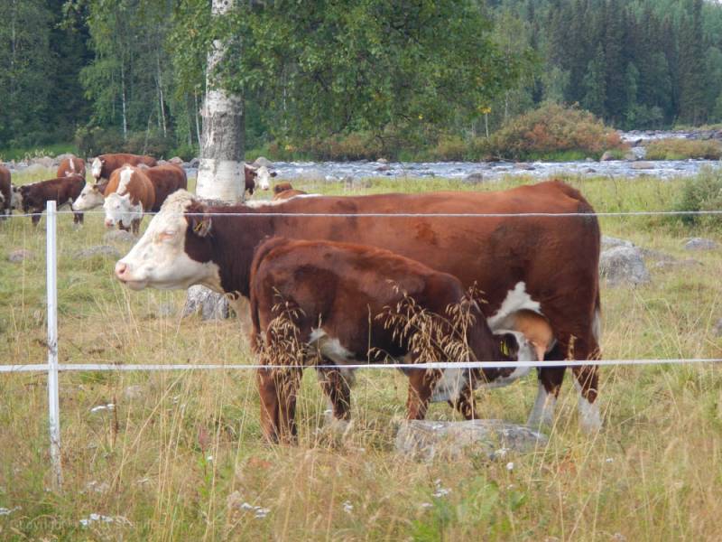 scandoe-2013-unterwegs-141.jpg scandoe-2013-unterwegs-141.jpg