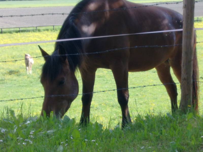 Abendessen Abendessen