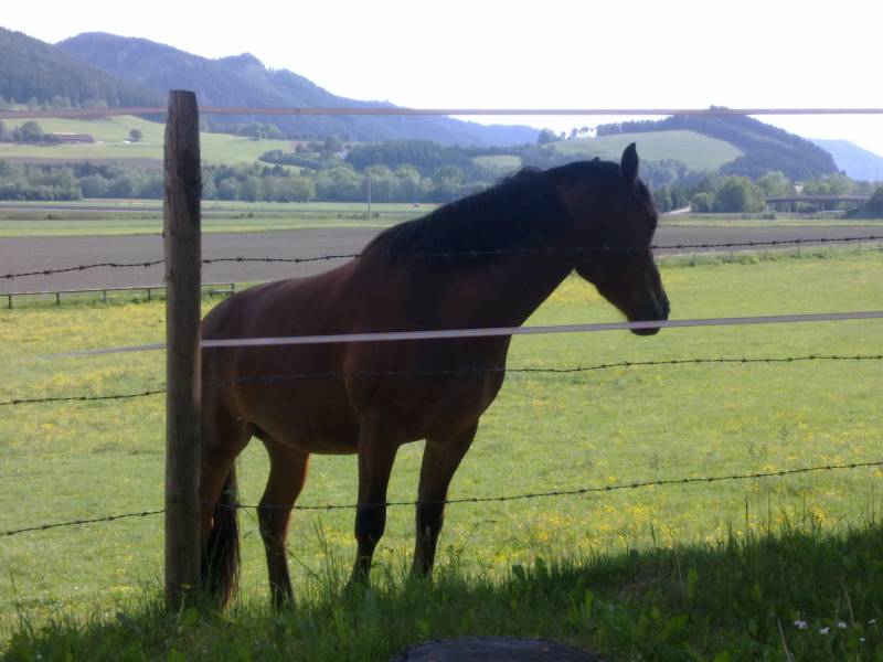 Neugierige Nachbarn Neugierige Nachbarn